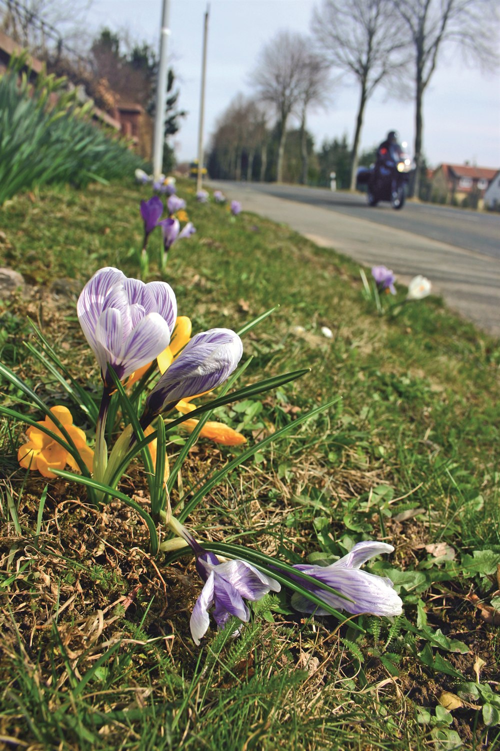 Krokusse am Straßenrand, dahinter ein Motorrad auf einer Allee Krokusse am Straßenrand, dahinter ein Motorrad auf einer Allee
